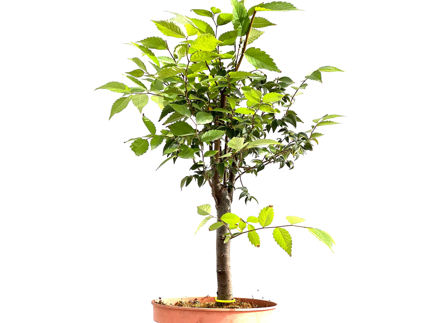 Zelkova Serrata 2630