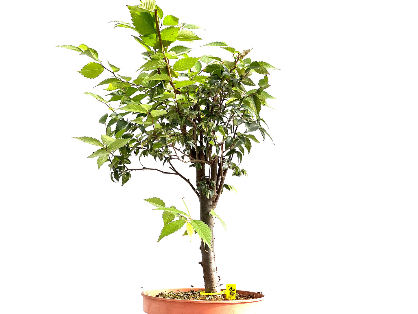 Zelkova Serrata 2630