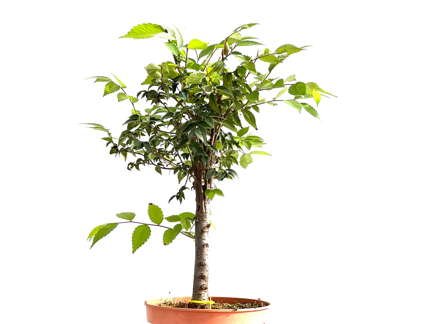 Zelkova Serrata 2630