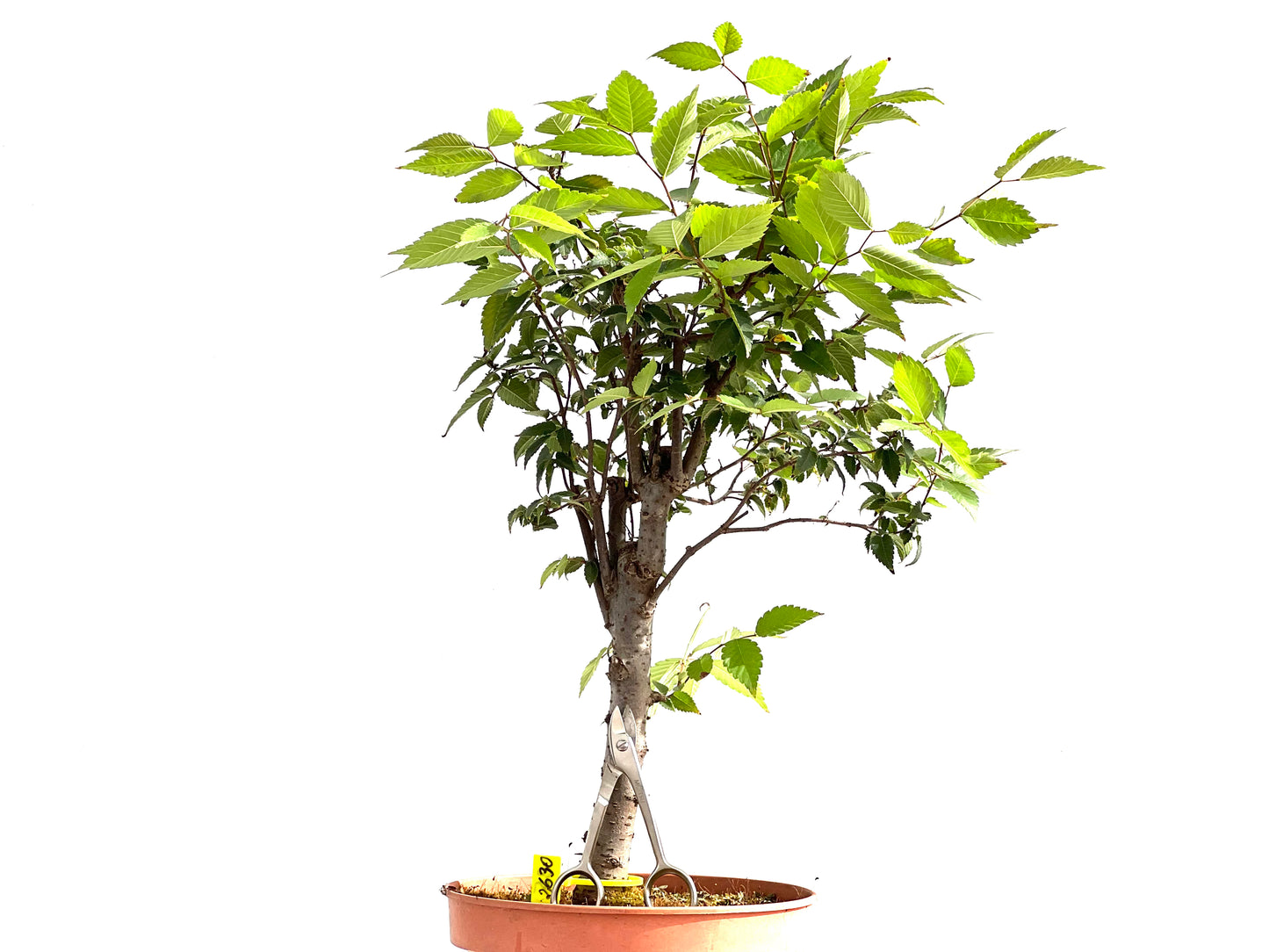Zelkova Serrata 2630