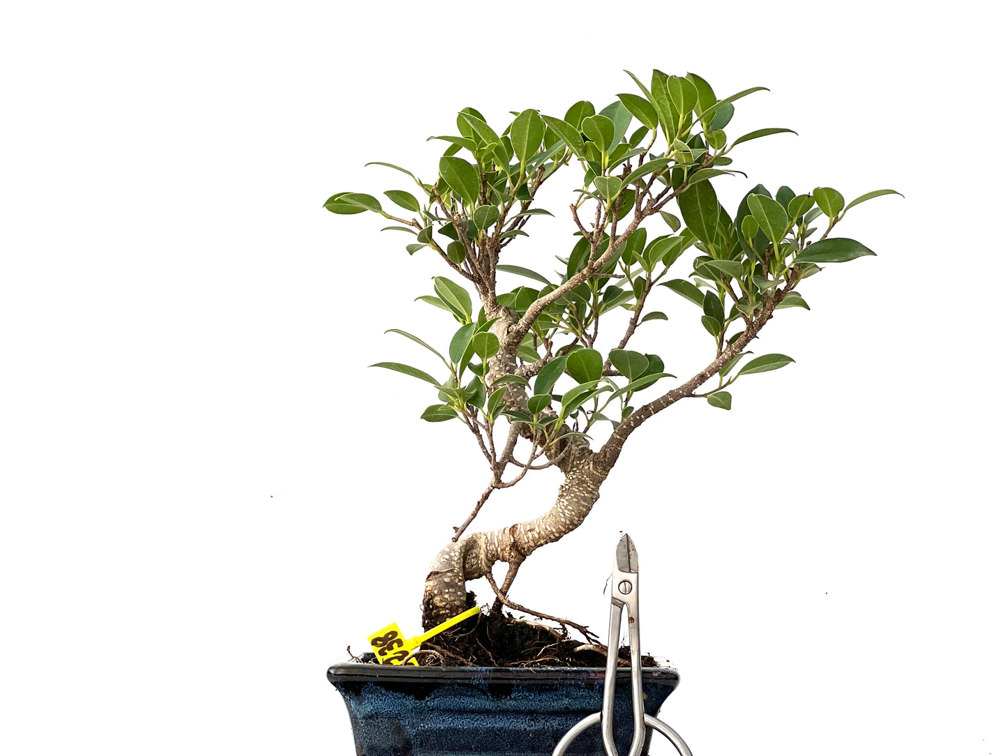 Ficus Tiger Bark 0238