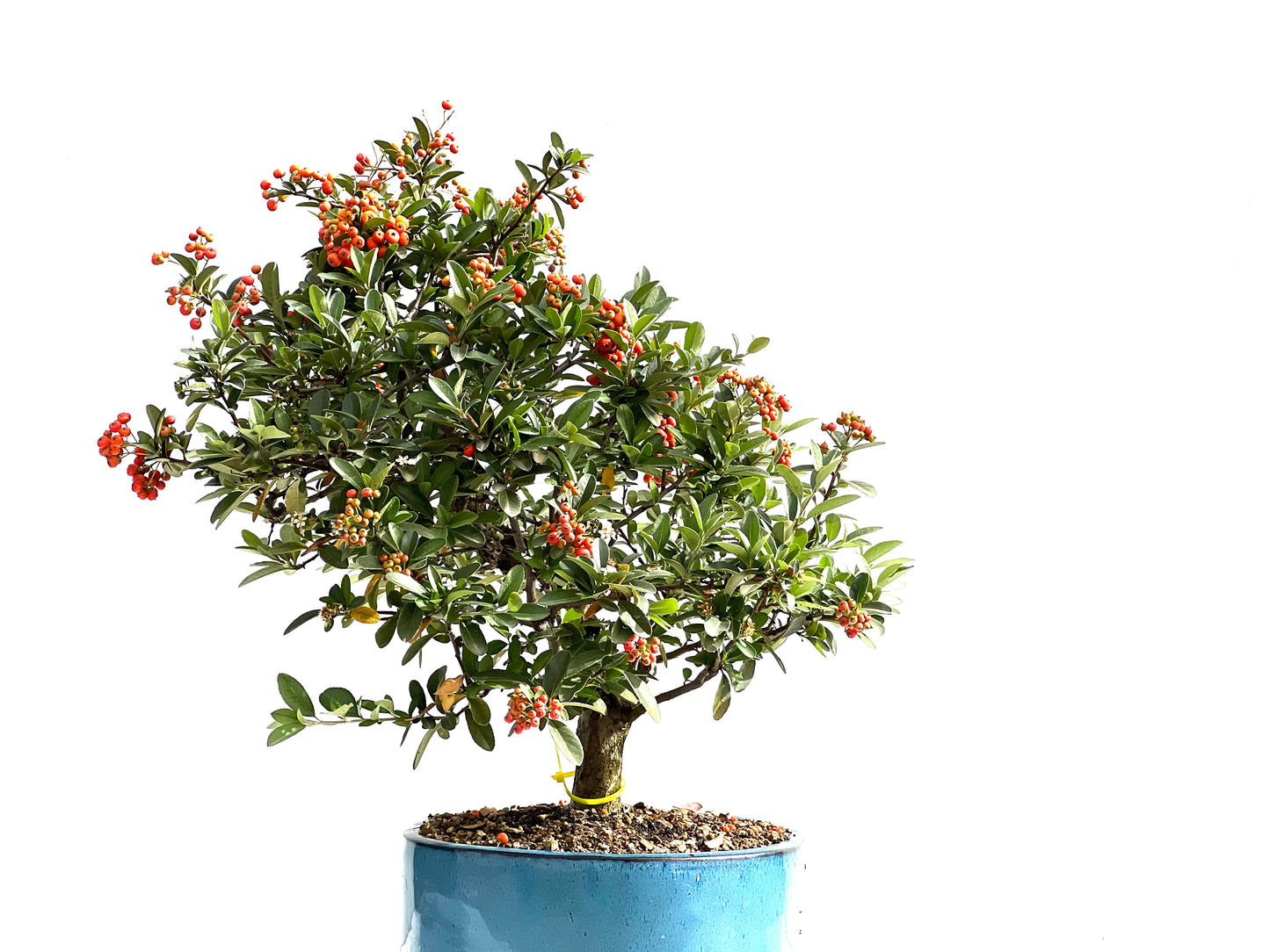 Pyracantha 2622
