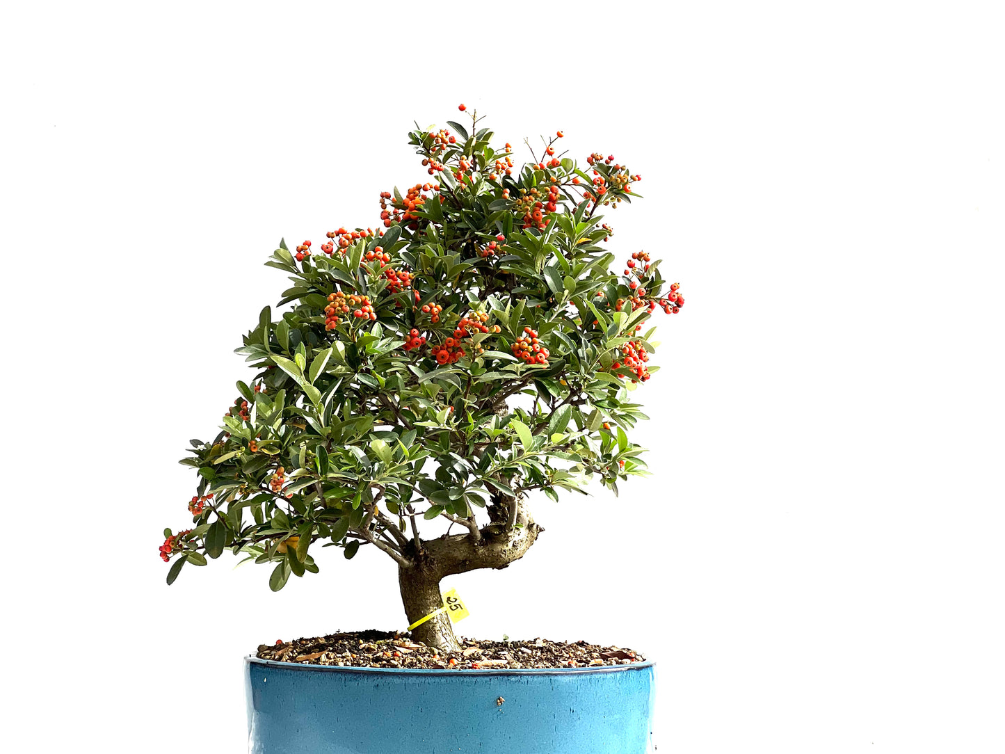 Pyracantha 2622