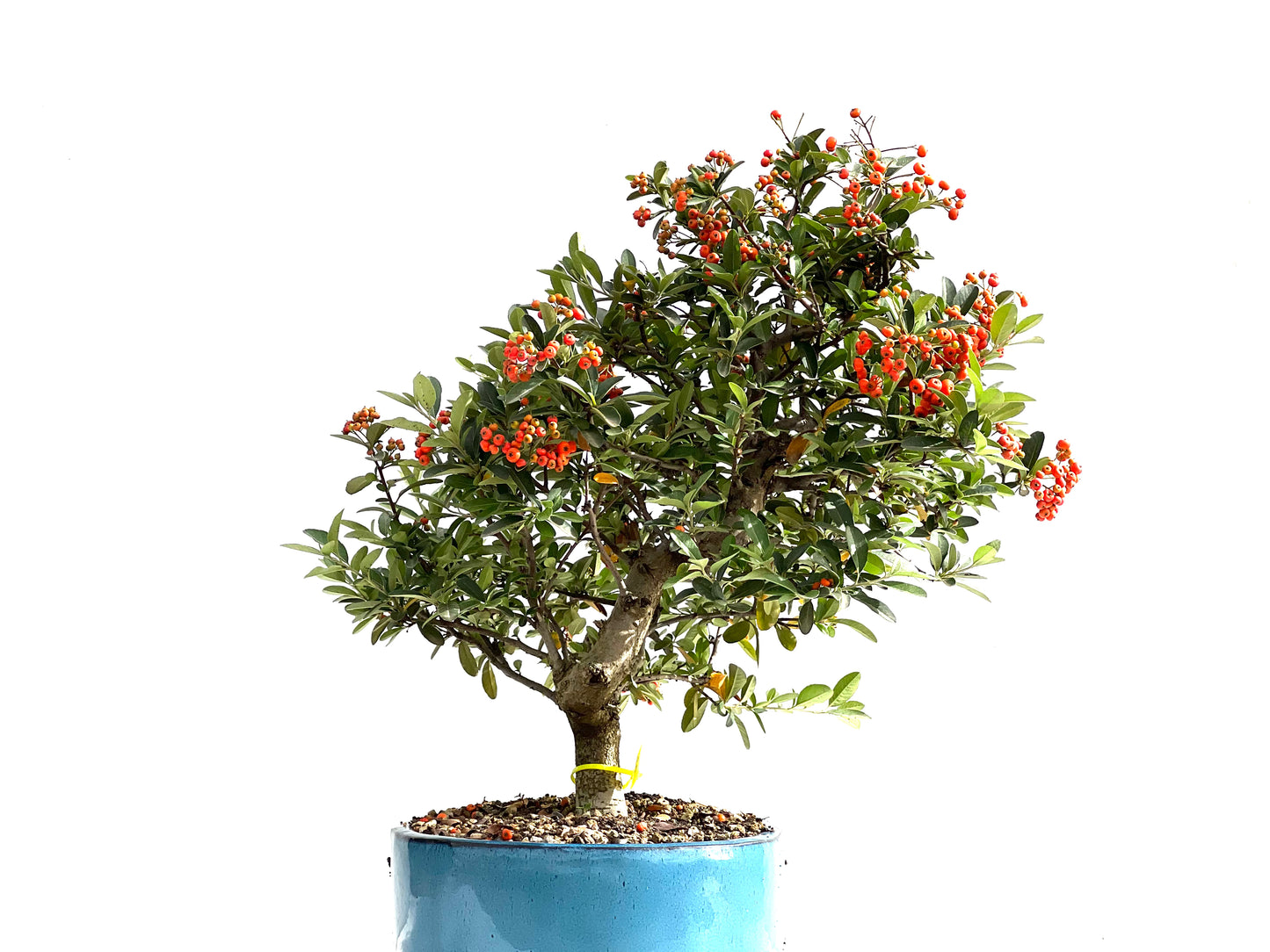 Pyracantha 2622