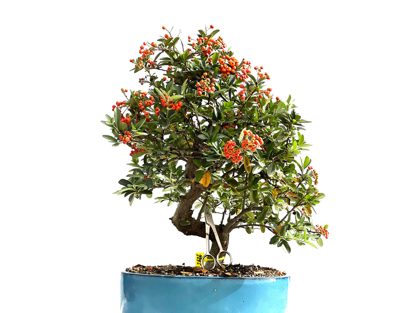 Pyracantha 2622