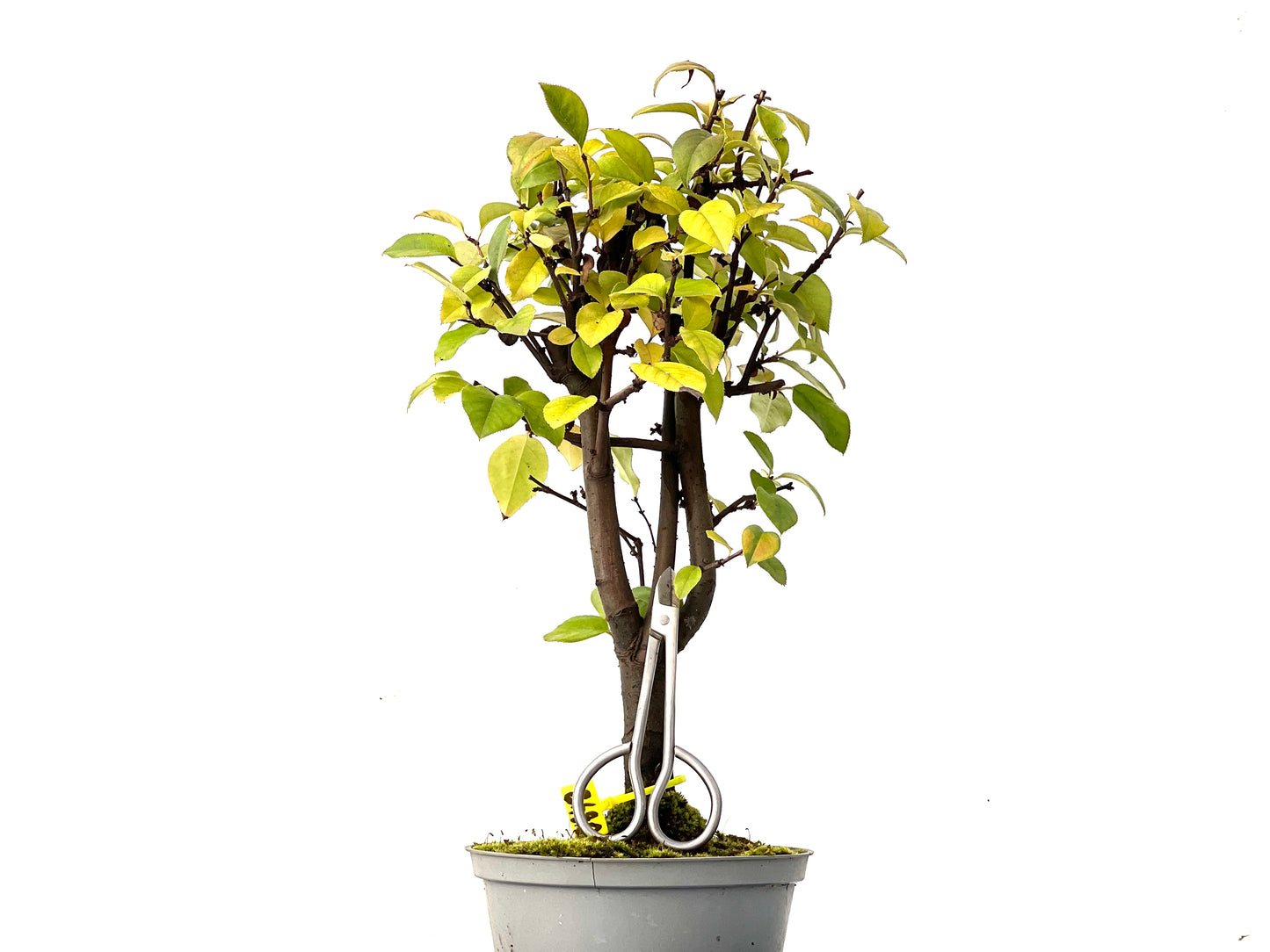 Pseudocidonia Sinensis 0248