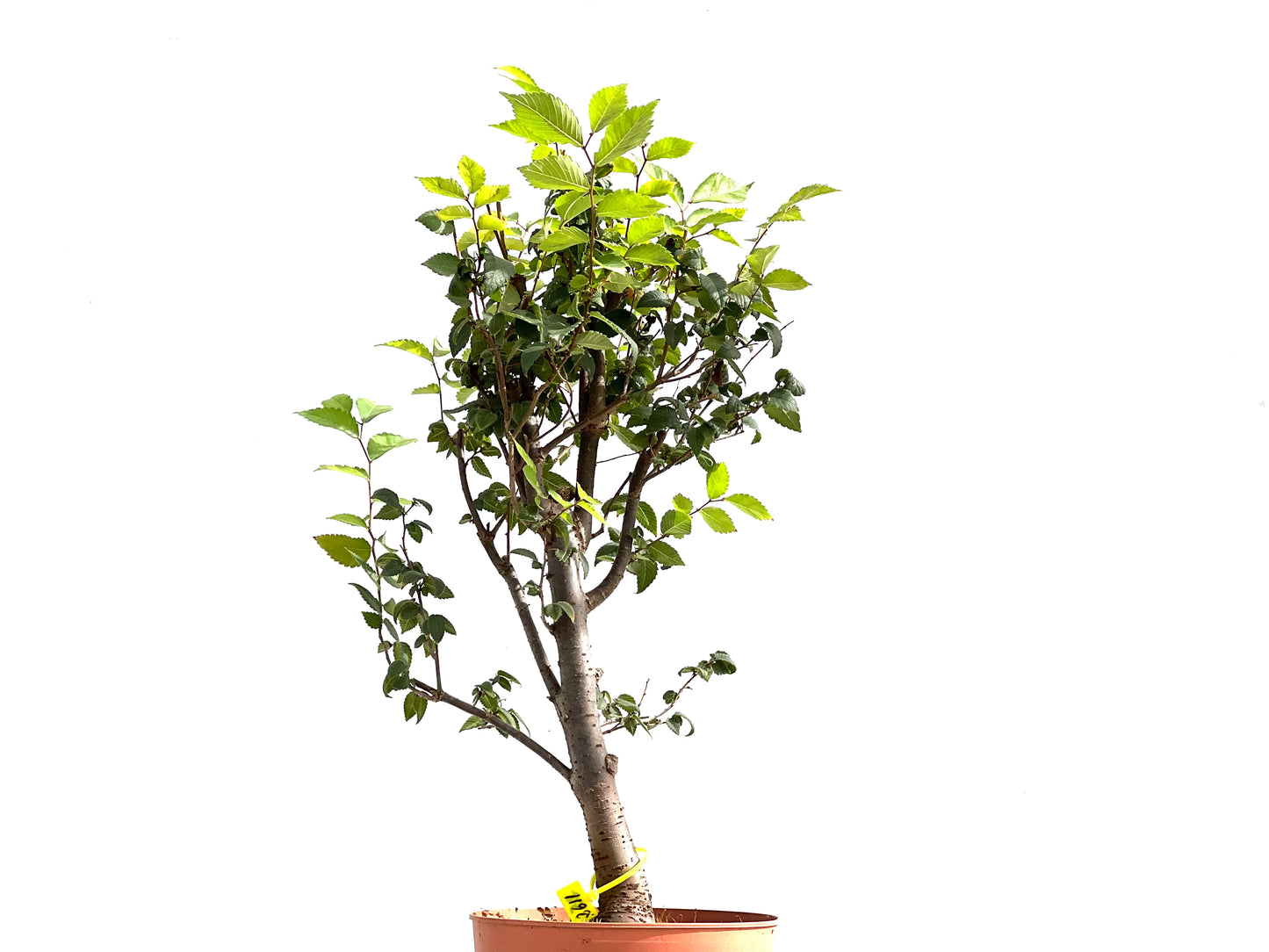 Zelkova Serrata 2611