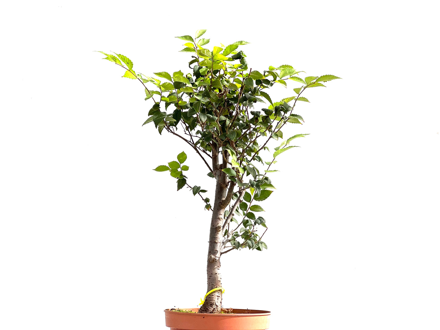 Zelkova Serrata 2611