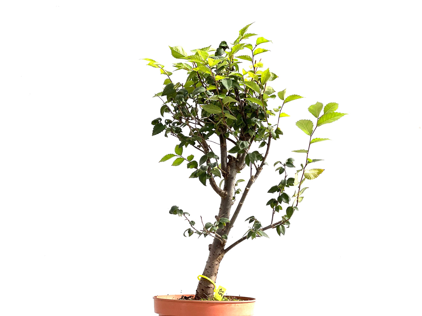 Zelkova Serrata 2611