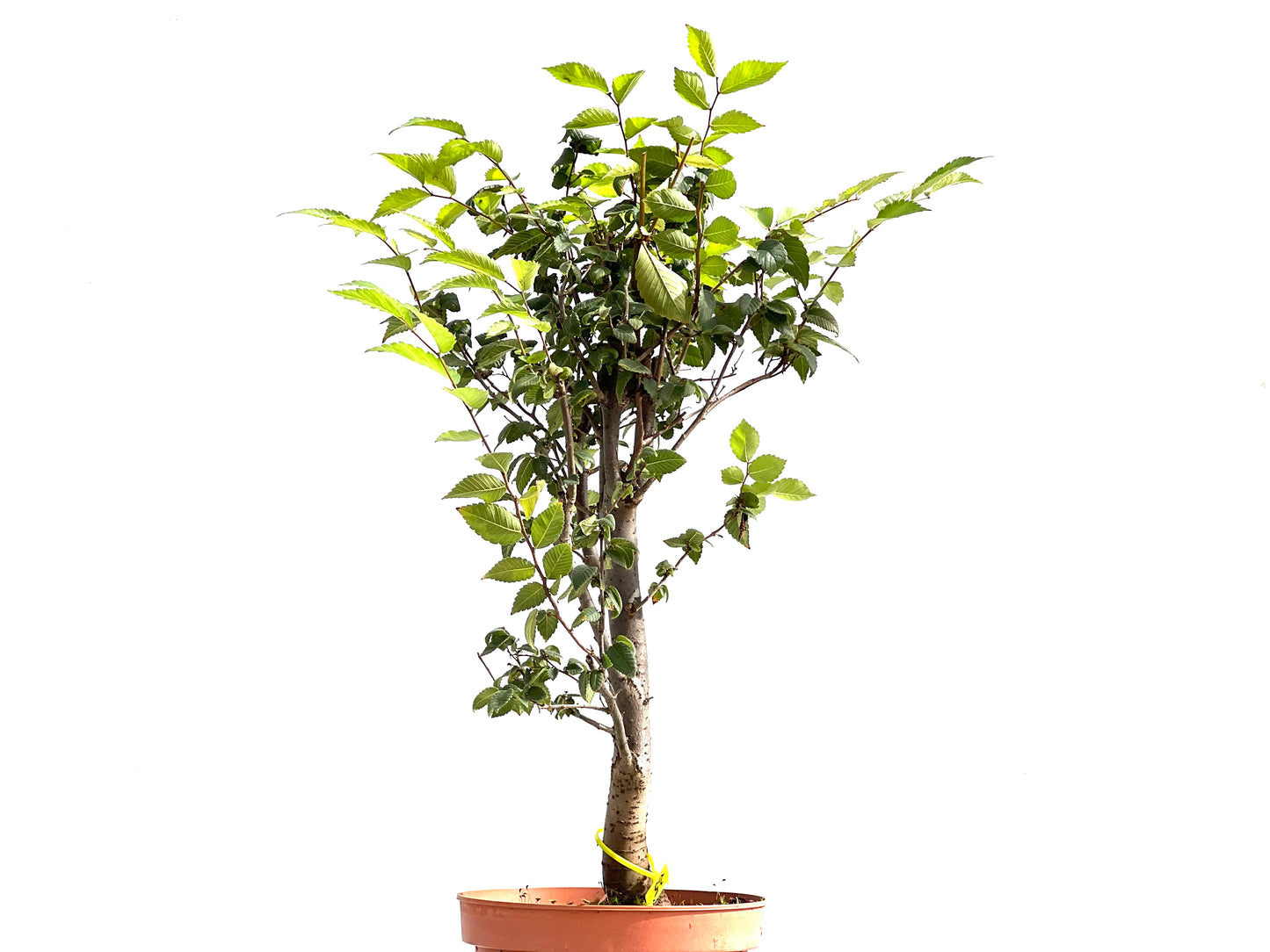 Zelkova Serrata 2611