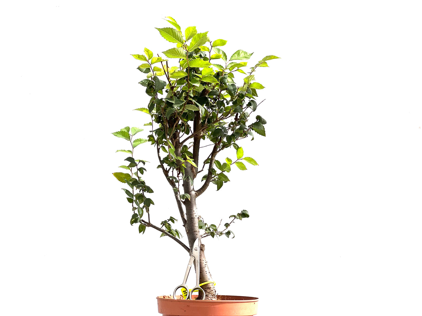 Zelkova Serrata 2611
