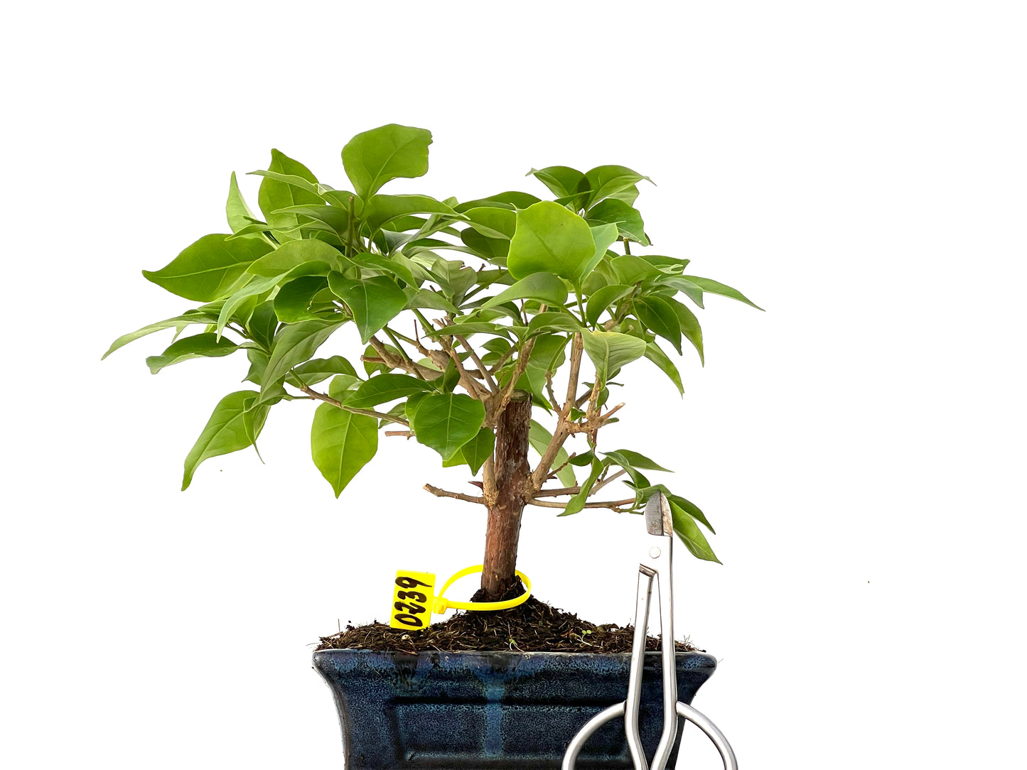 Buganvilla Glabra 0239