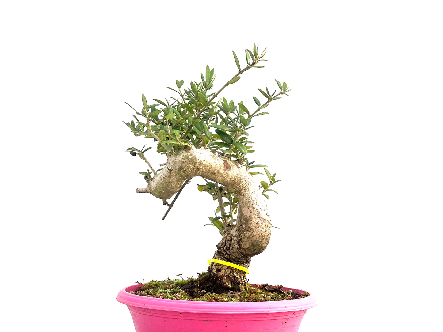 Olea Europaea sylvestris 2656