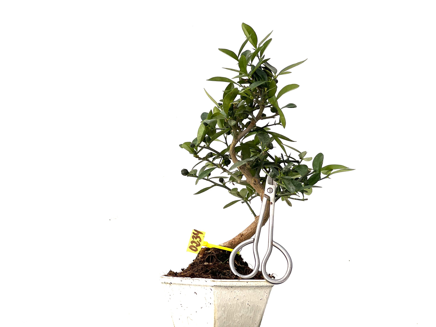 Citrus Kinzu 0234
