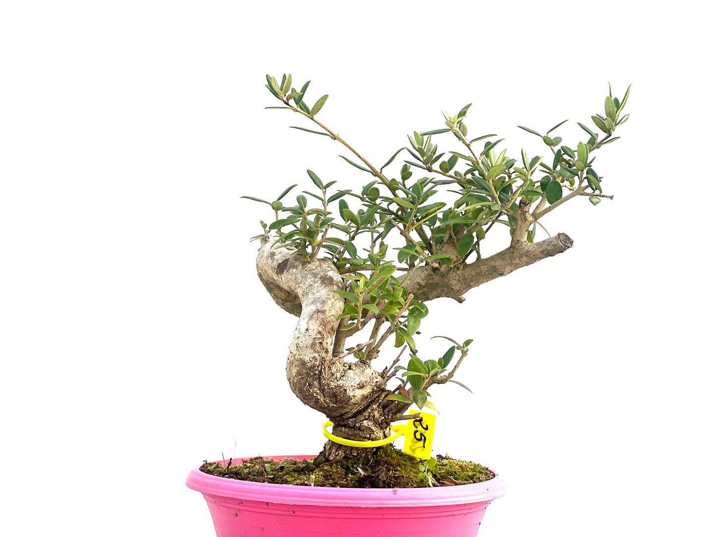 Olea Europaea sylvestris 2656