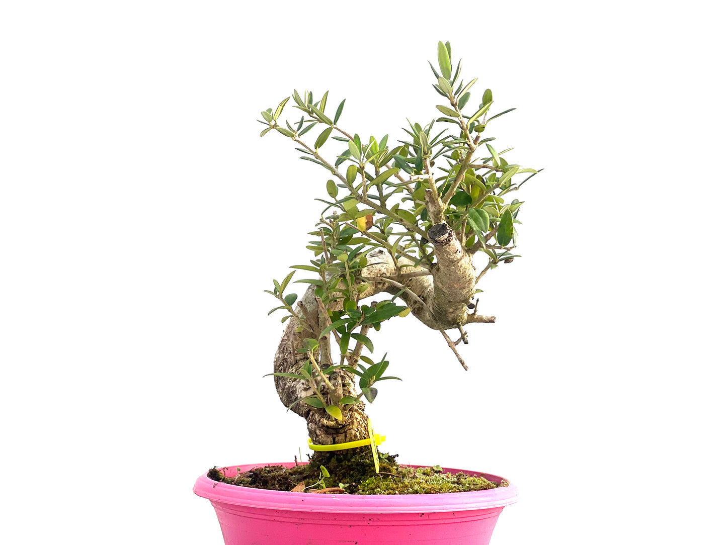 Olea Europaea sylvestris 2656