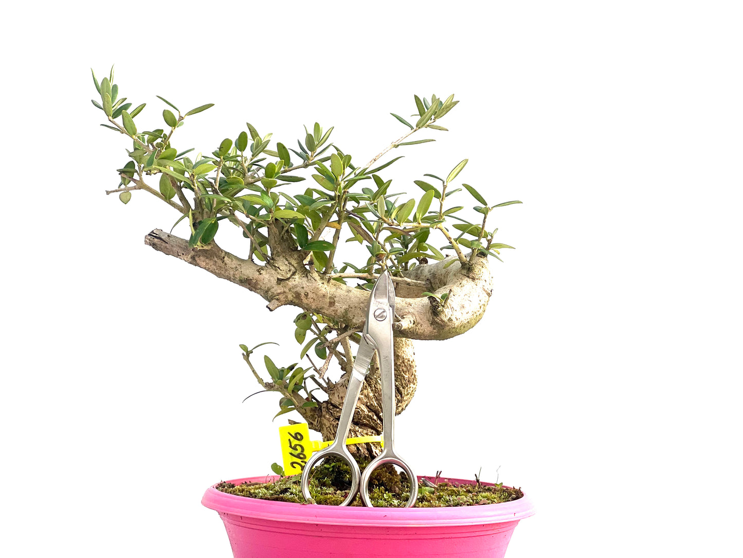 Olea Europaea sylvestris 2656