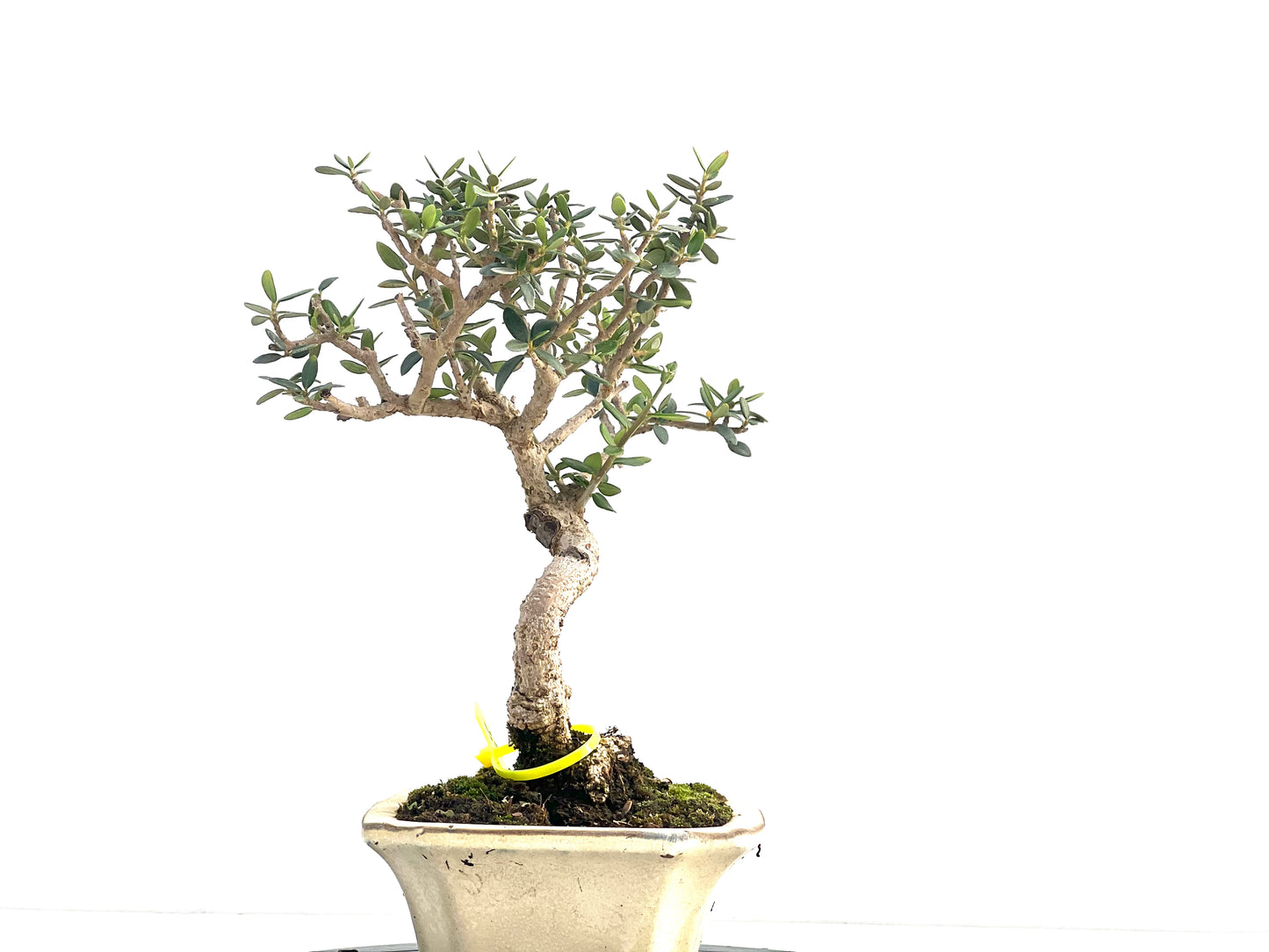 Olea Europaea Sylvestris 2658