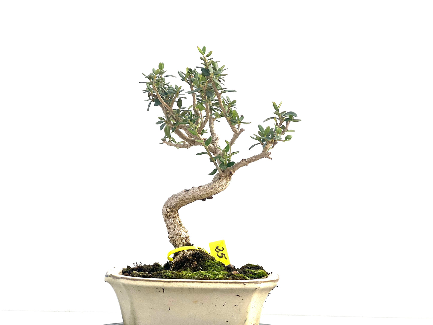 Olea Europaea Sylvestris 2658