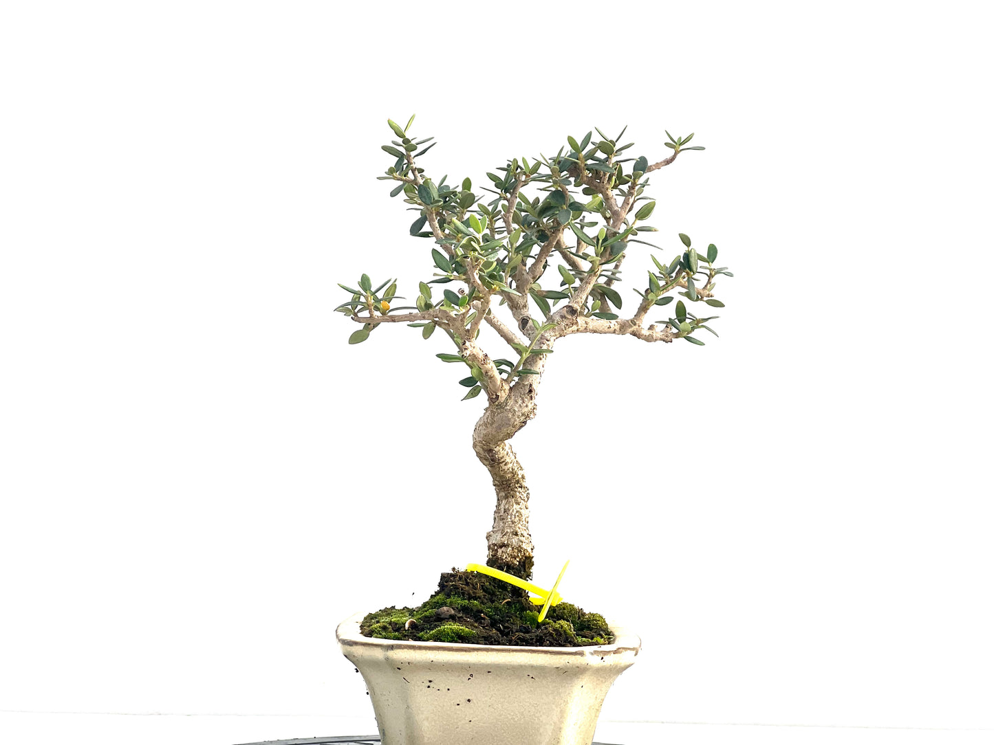Olea Europaea Sylvestris 2658