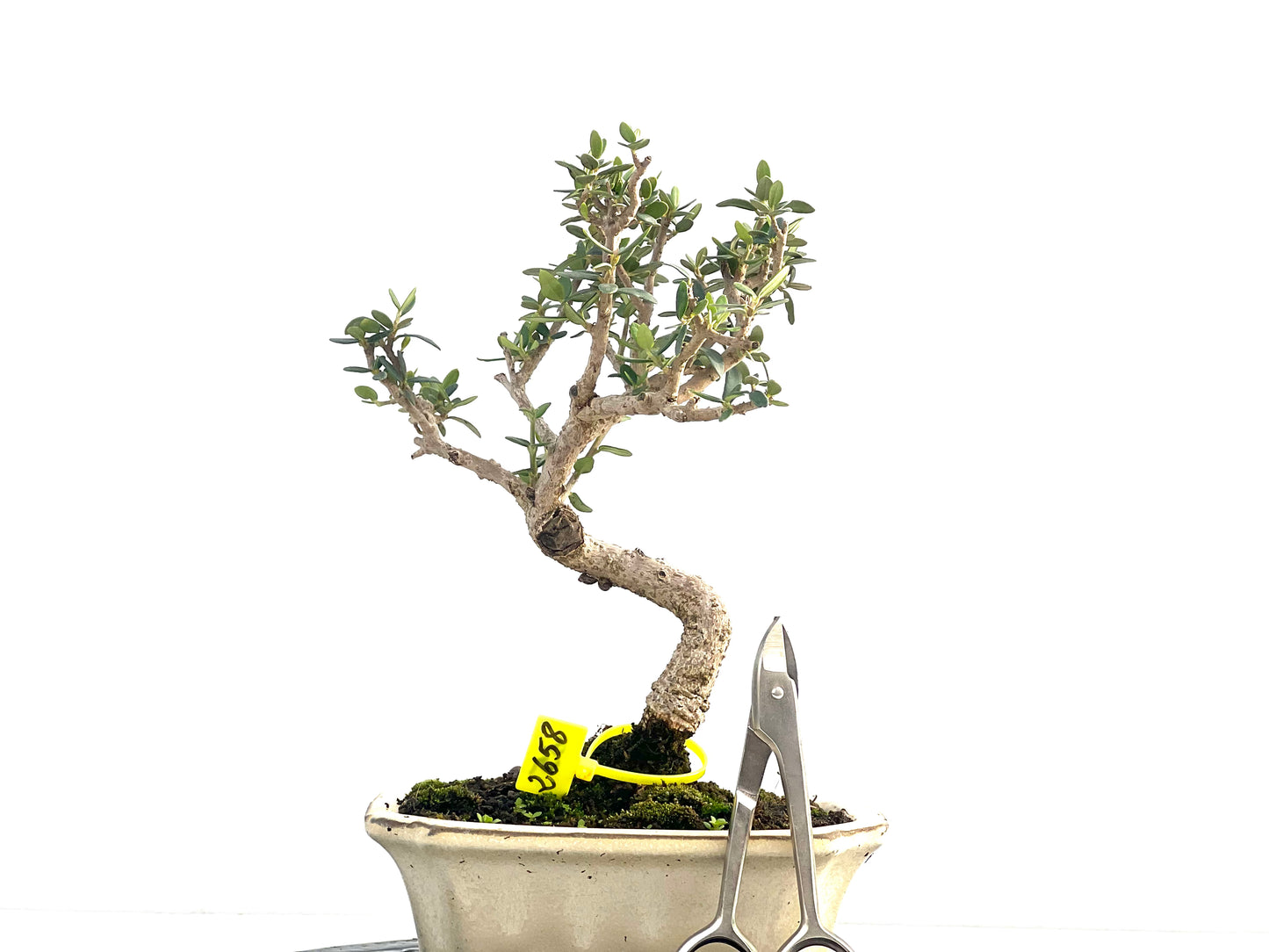 Olea Europaea Sylvestris 2658