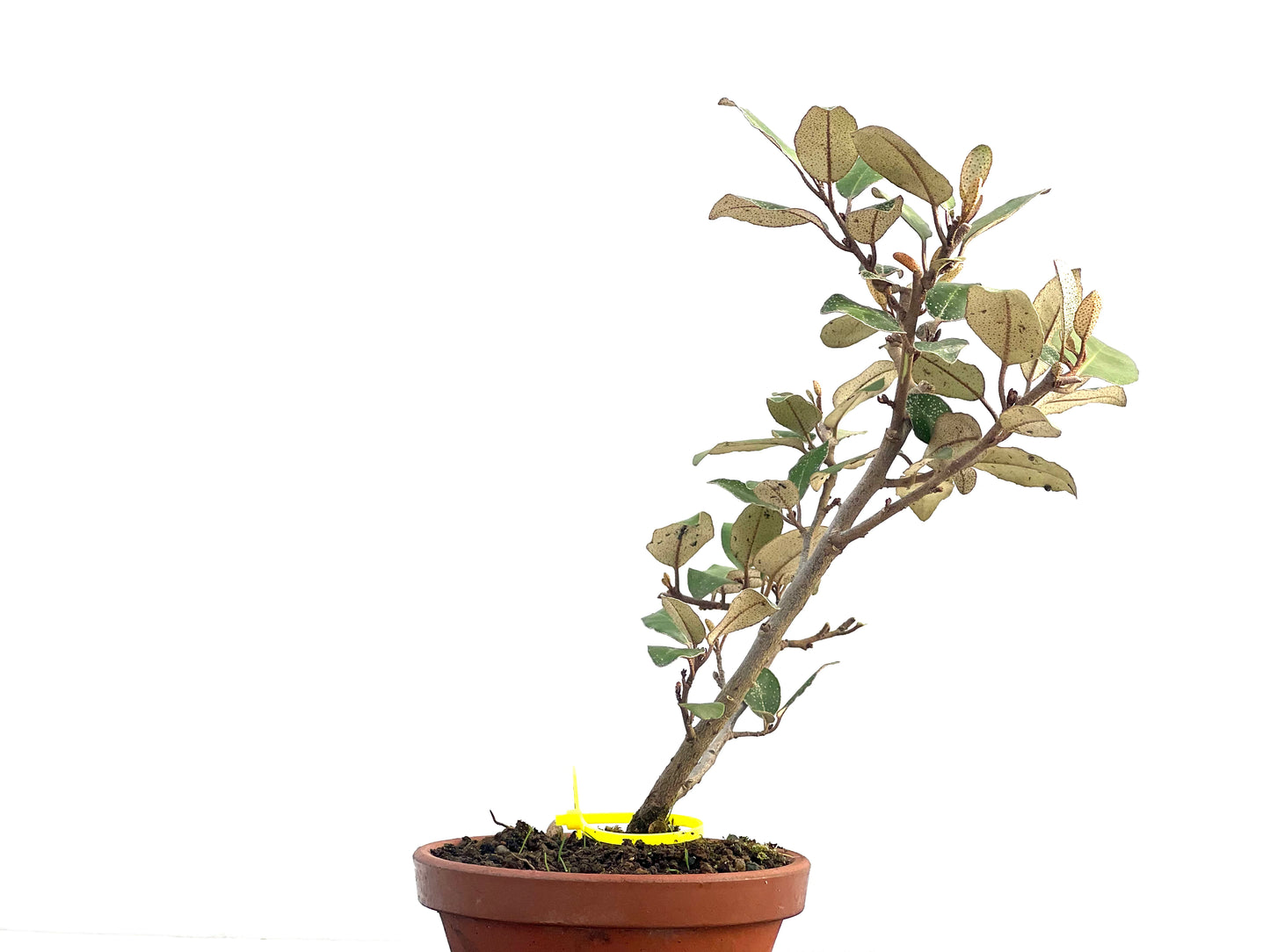 Eleagnus Pungens 2657