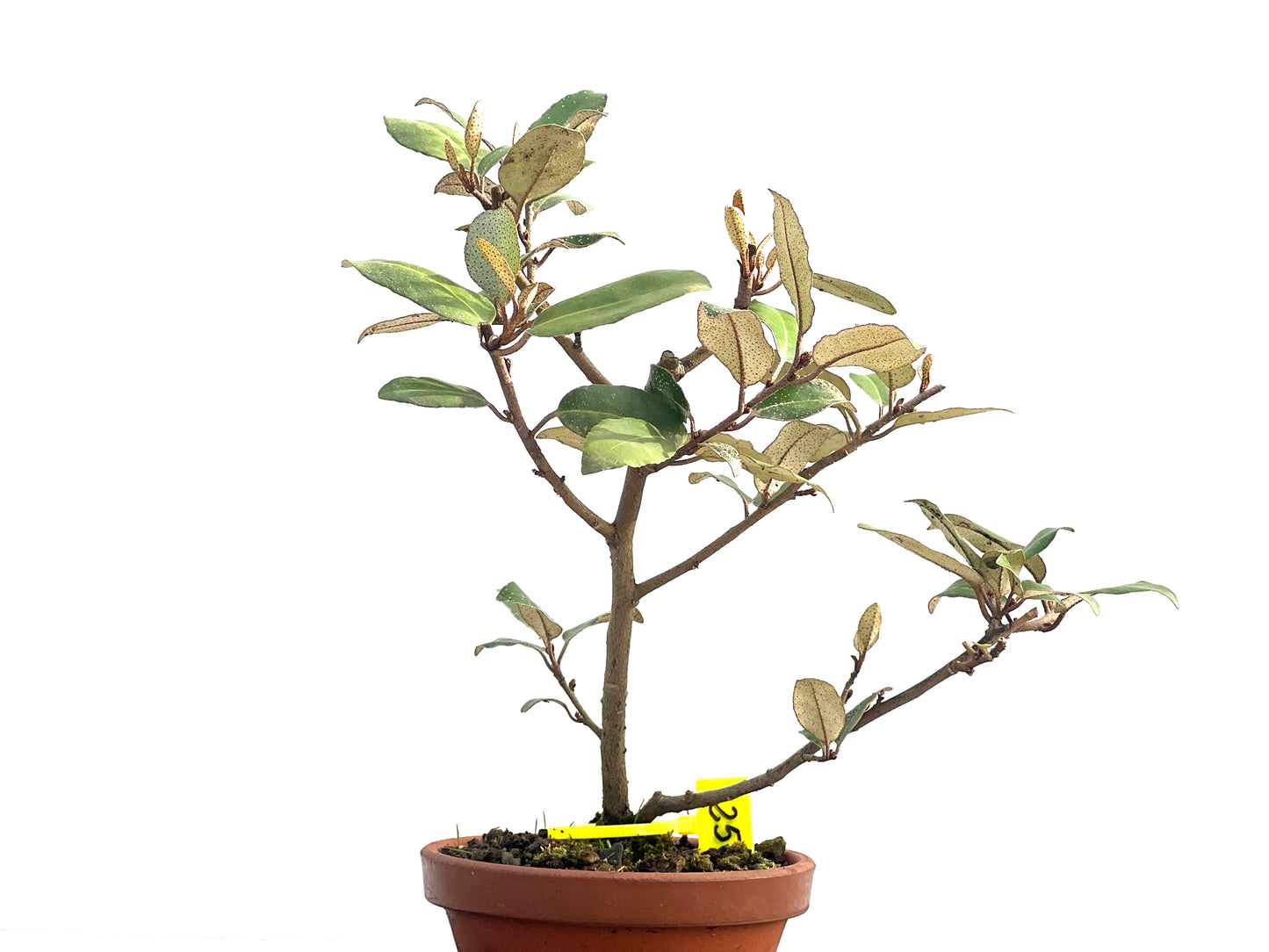 Eleagnus Pungens 2657