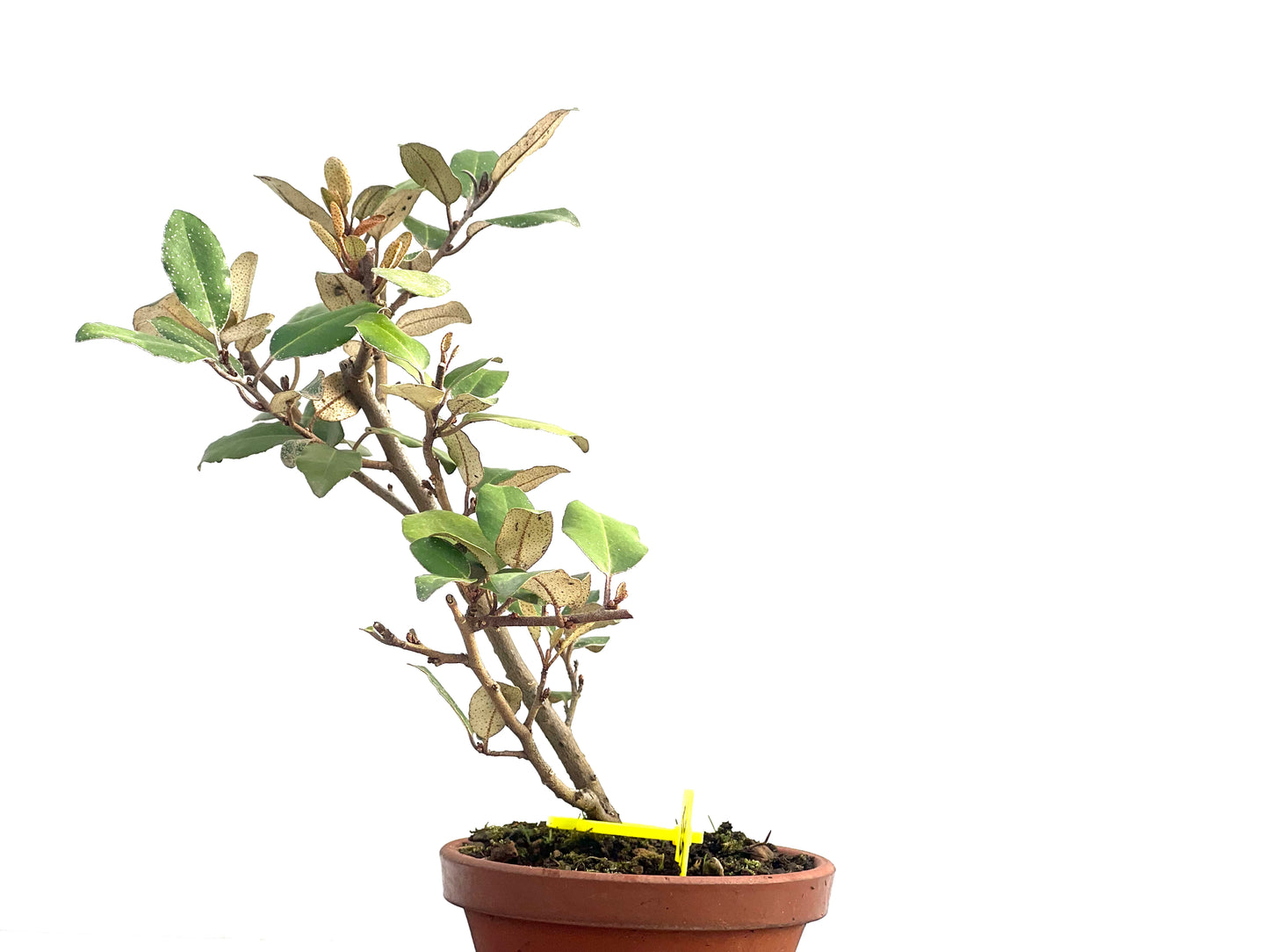 Eleagnus Pungens 2657