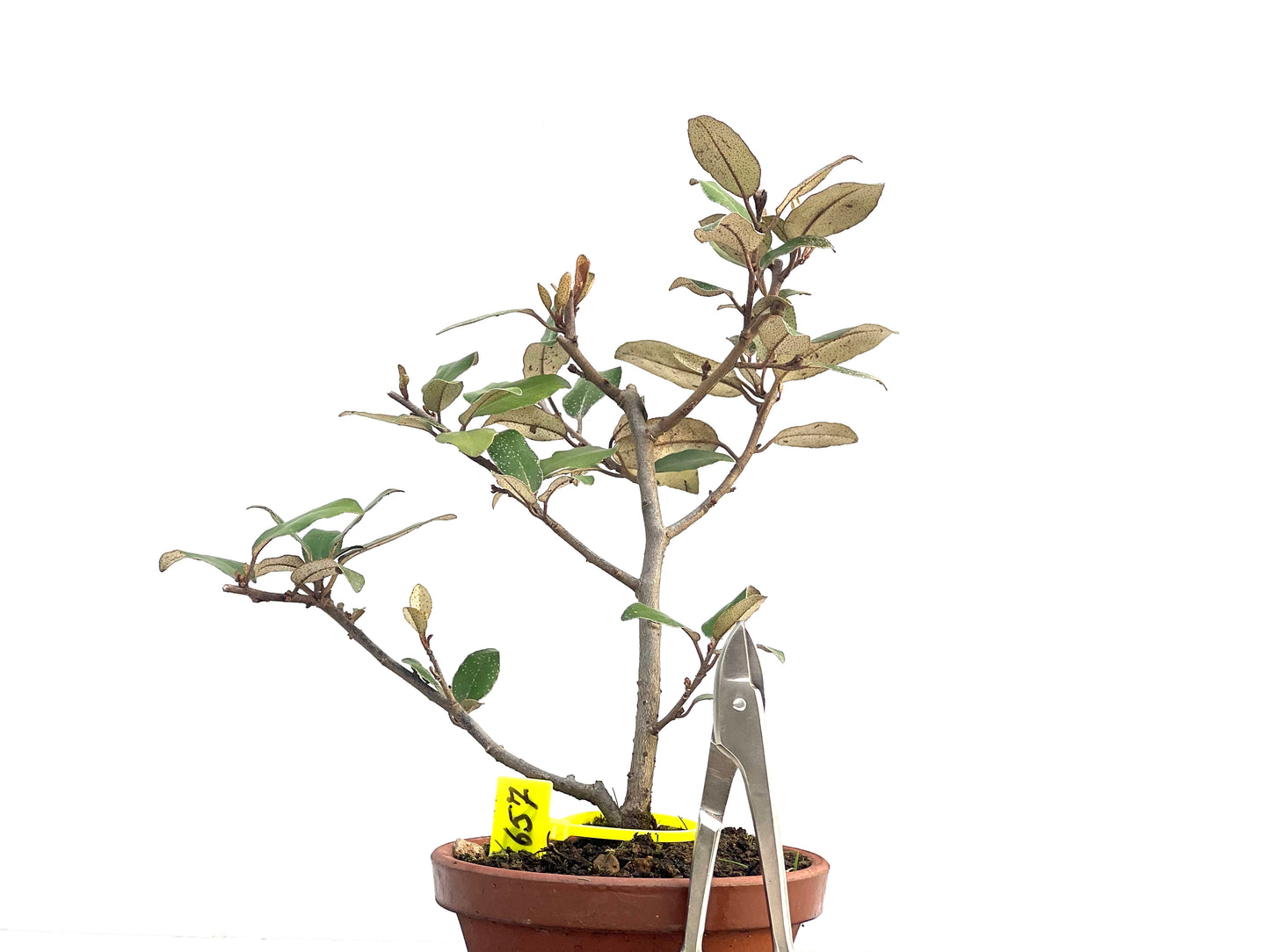 Eleagnus Pungens 2657