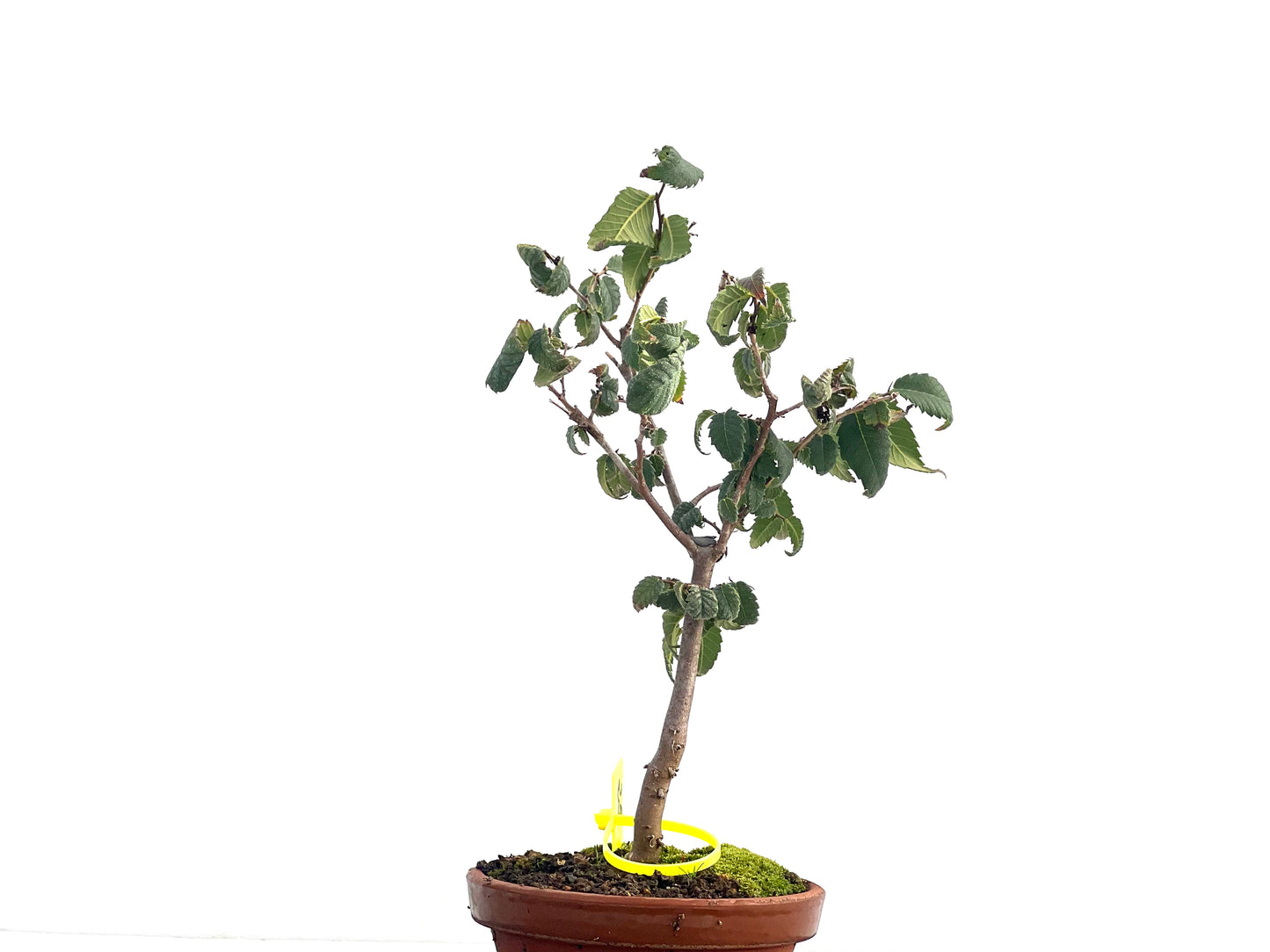 Zelkova Serrata 2653