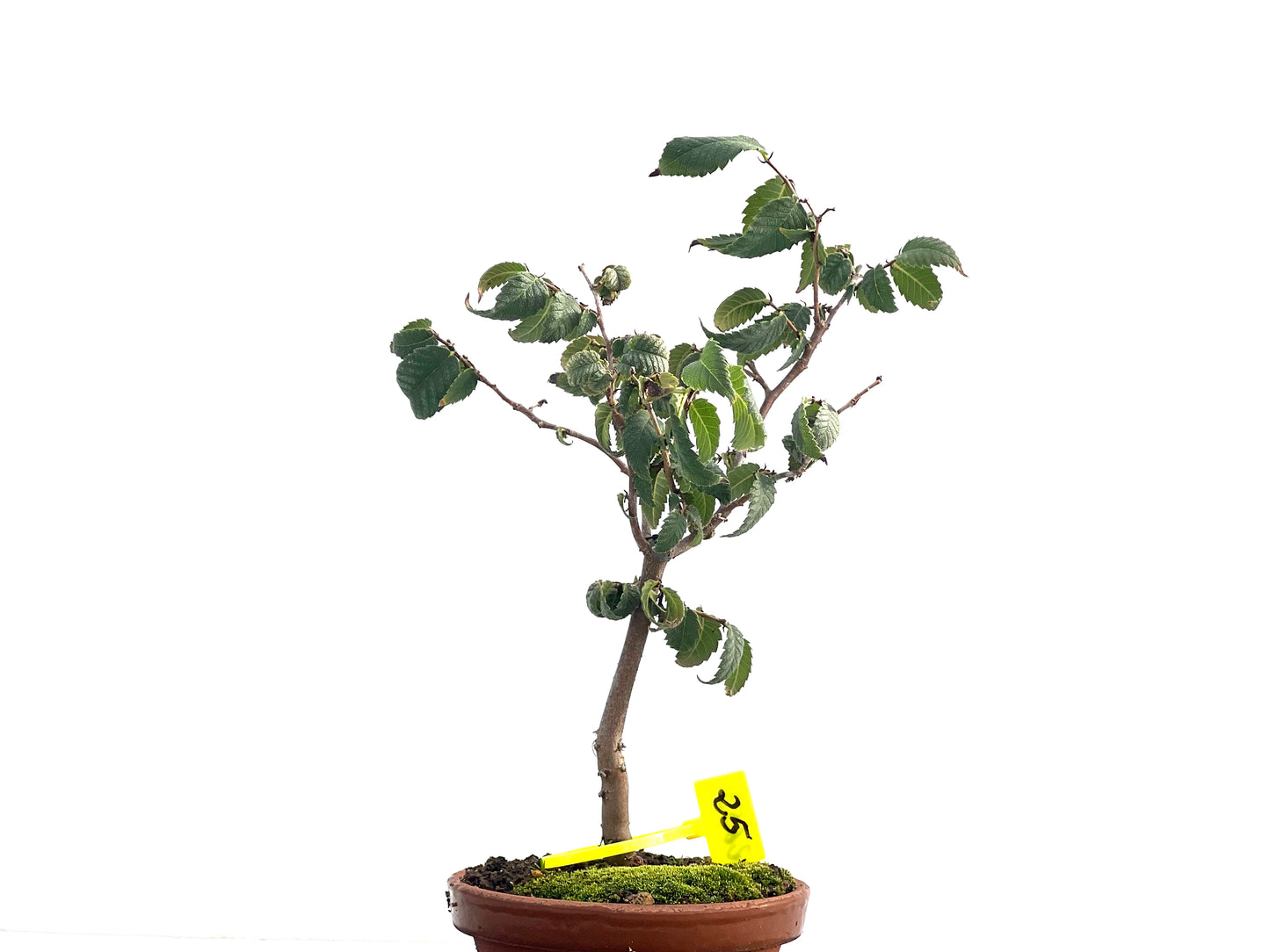 Zelkova Serrata 2653