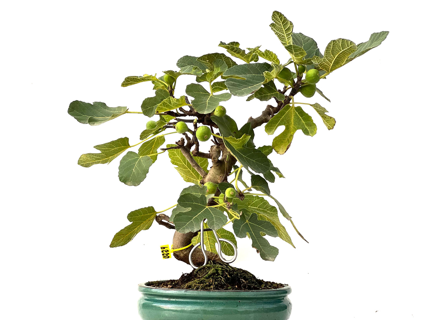 Ficus Carica 0229