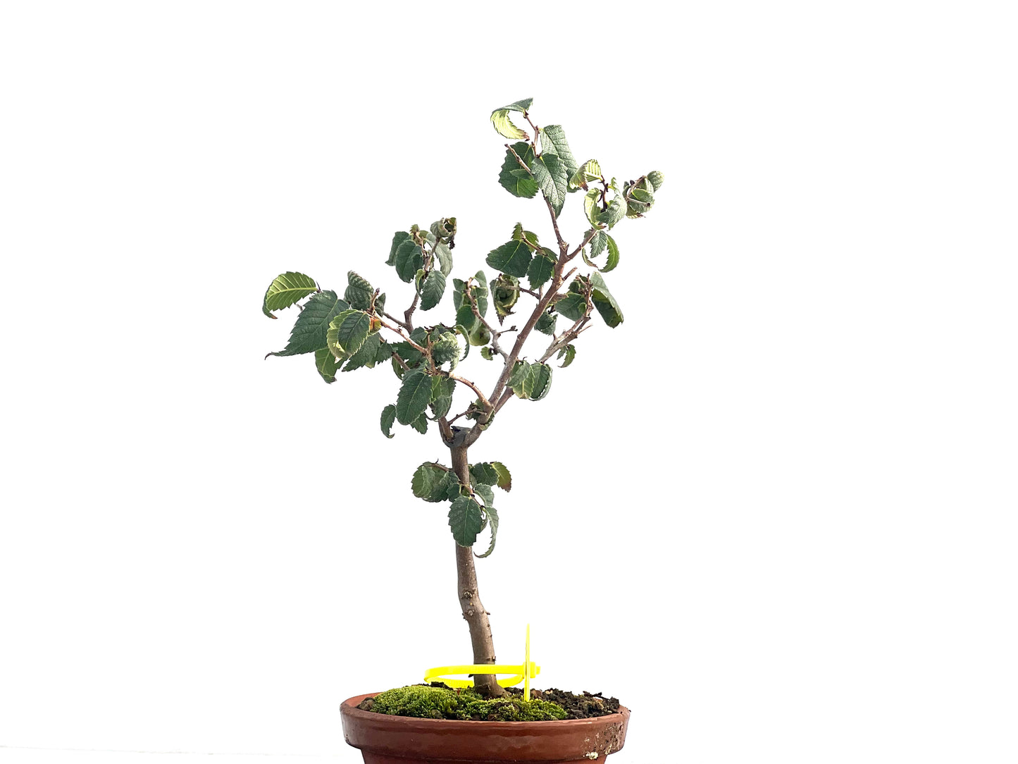 Zelkova Serrata 2653