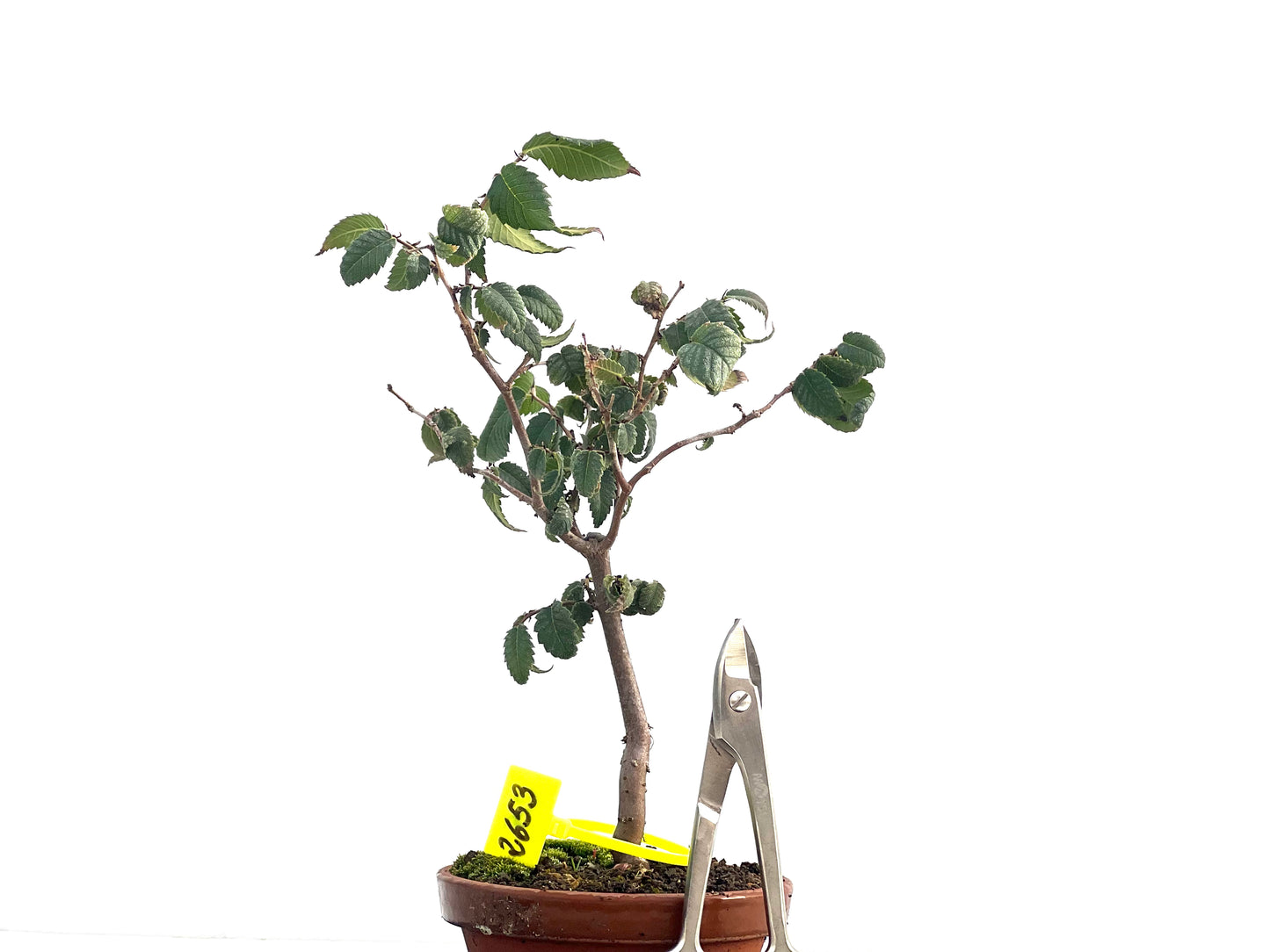 Zelkova Serrata 2653