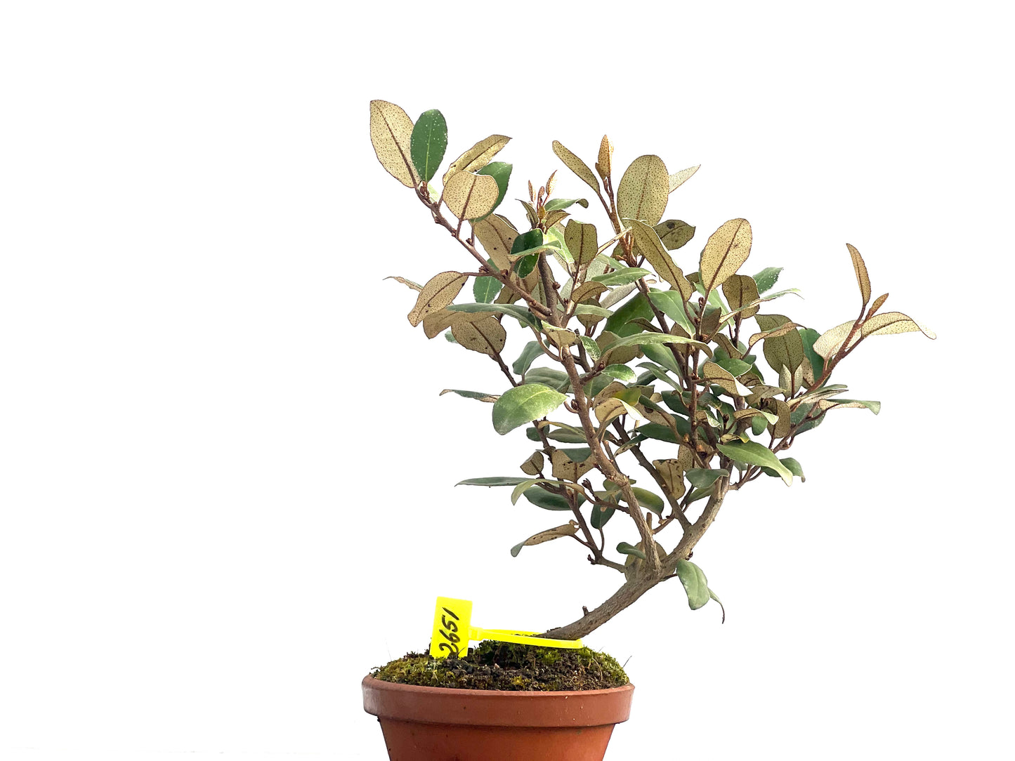 Eleagnus Pungens 2651