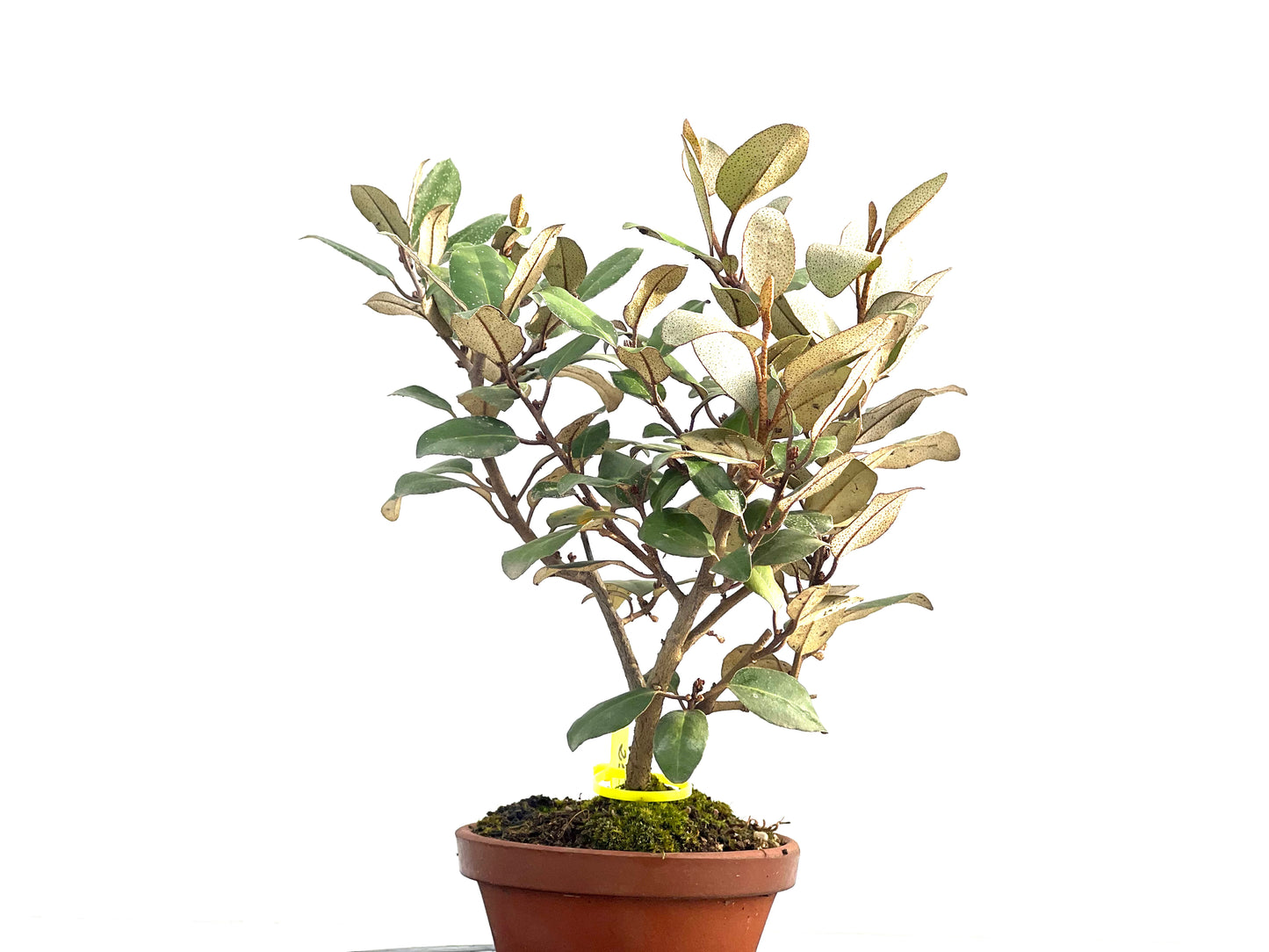 Eleagnus Pungens 2651