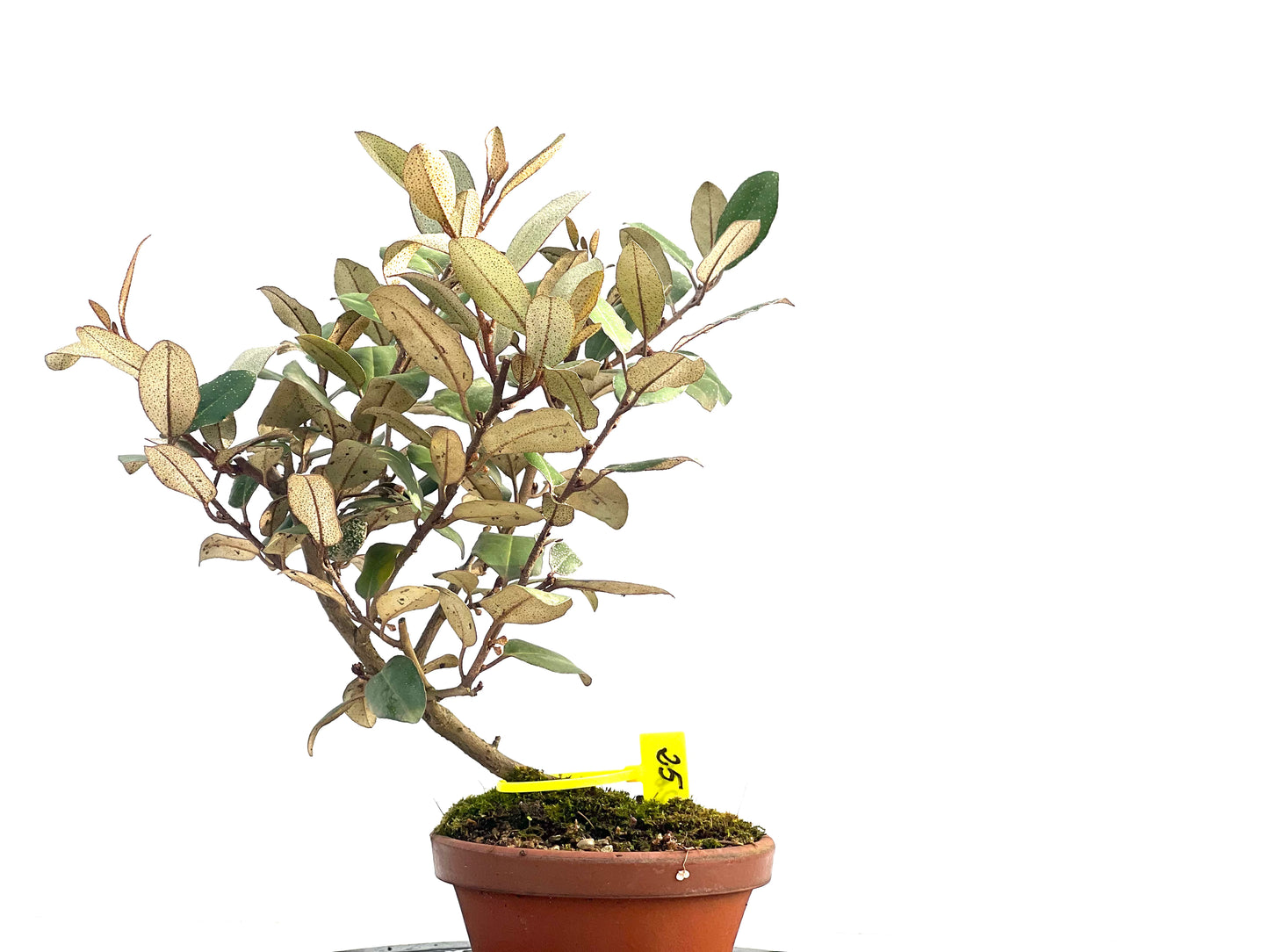 Eleagnus Pungens 2651