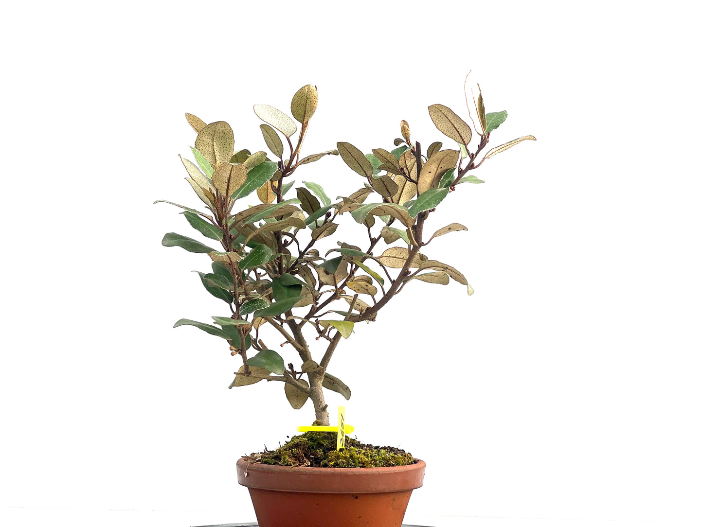 Eleagnus Pungens 2651