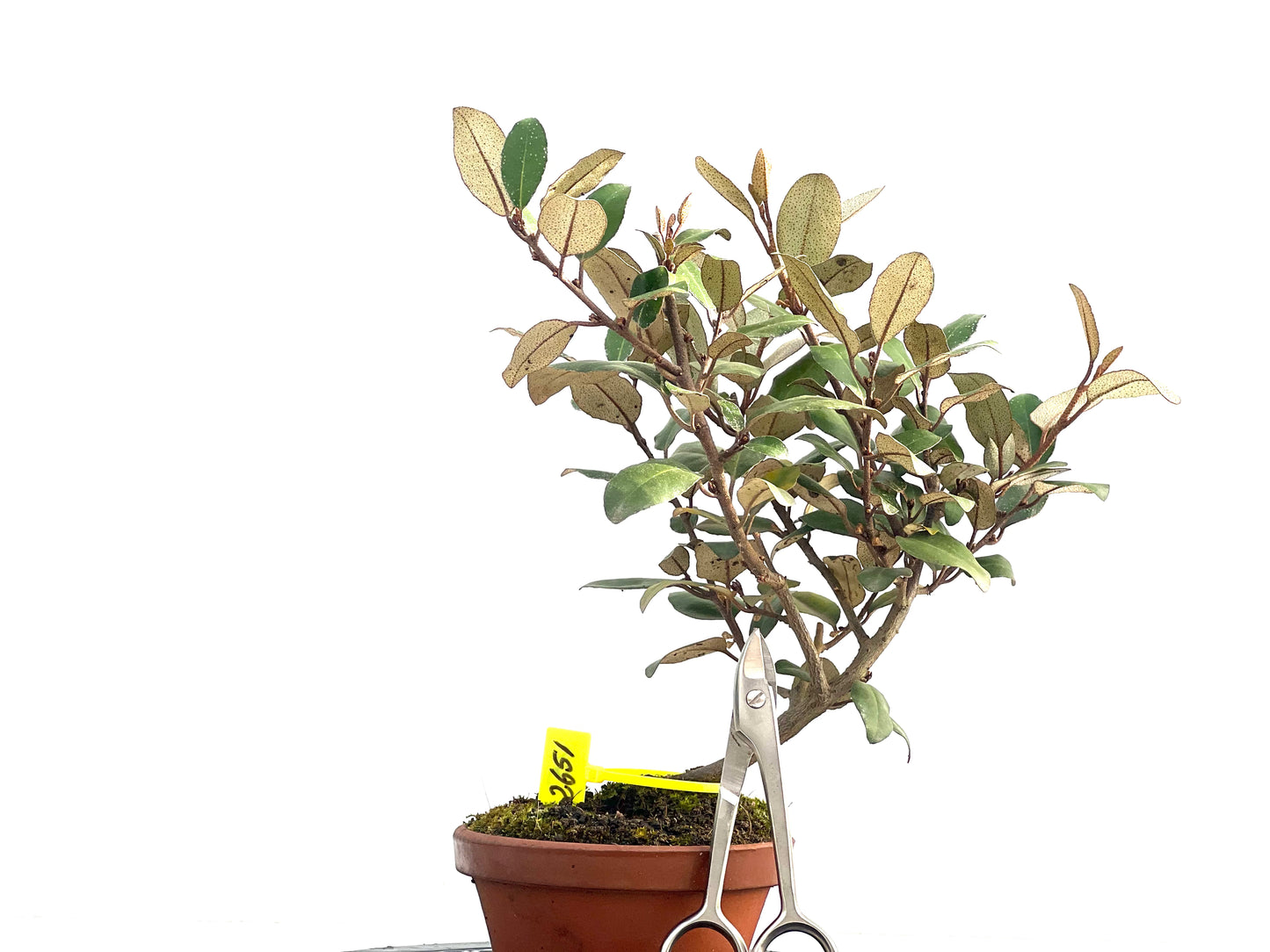 Eleagnus Pungens 2651