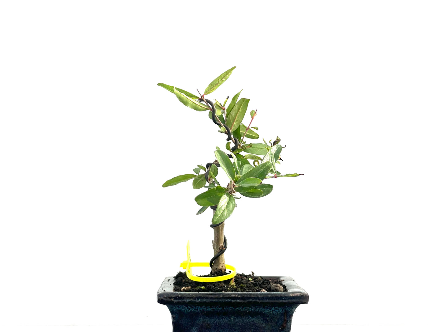 Punica Granatum Nejikan 2652