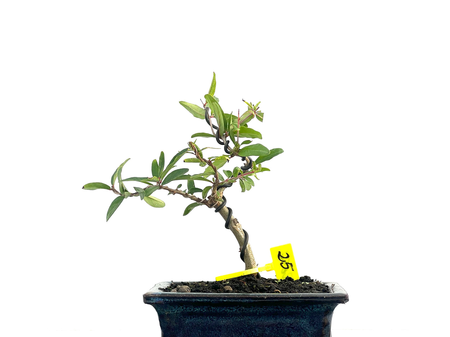 Punica Granatum Nejikan 2652