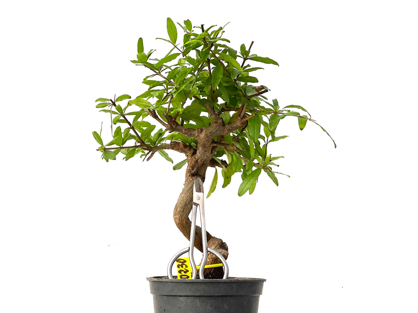 Punica Granatum Nejikan 0230