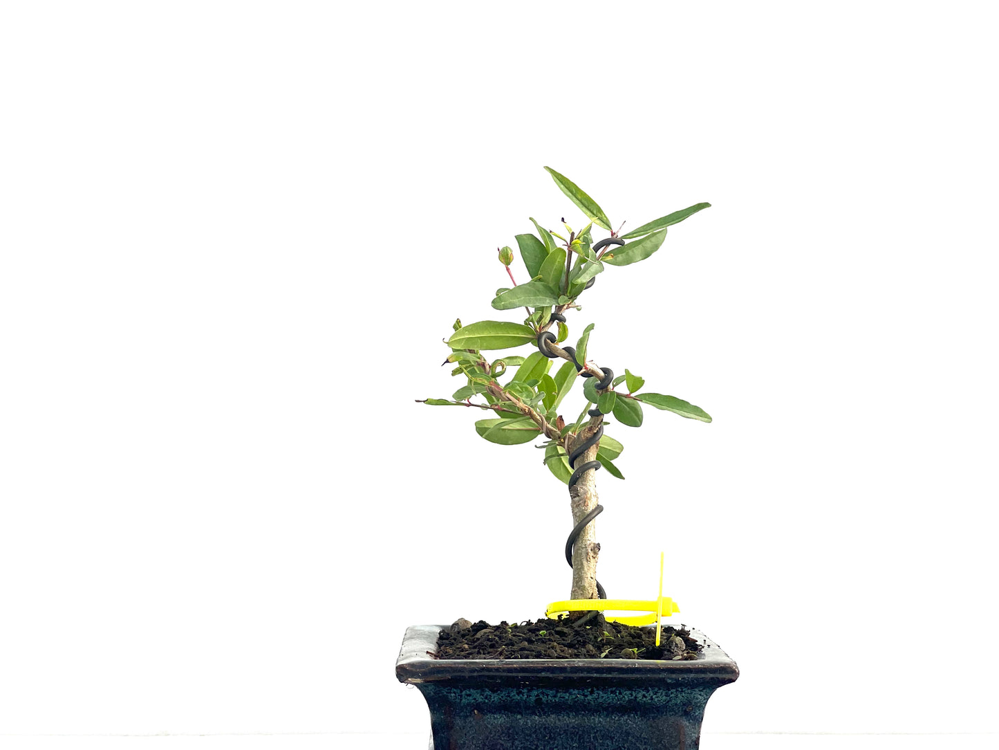 Punica Granatum Nejikan 2652
