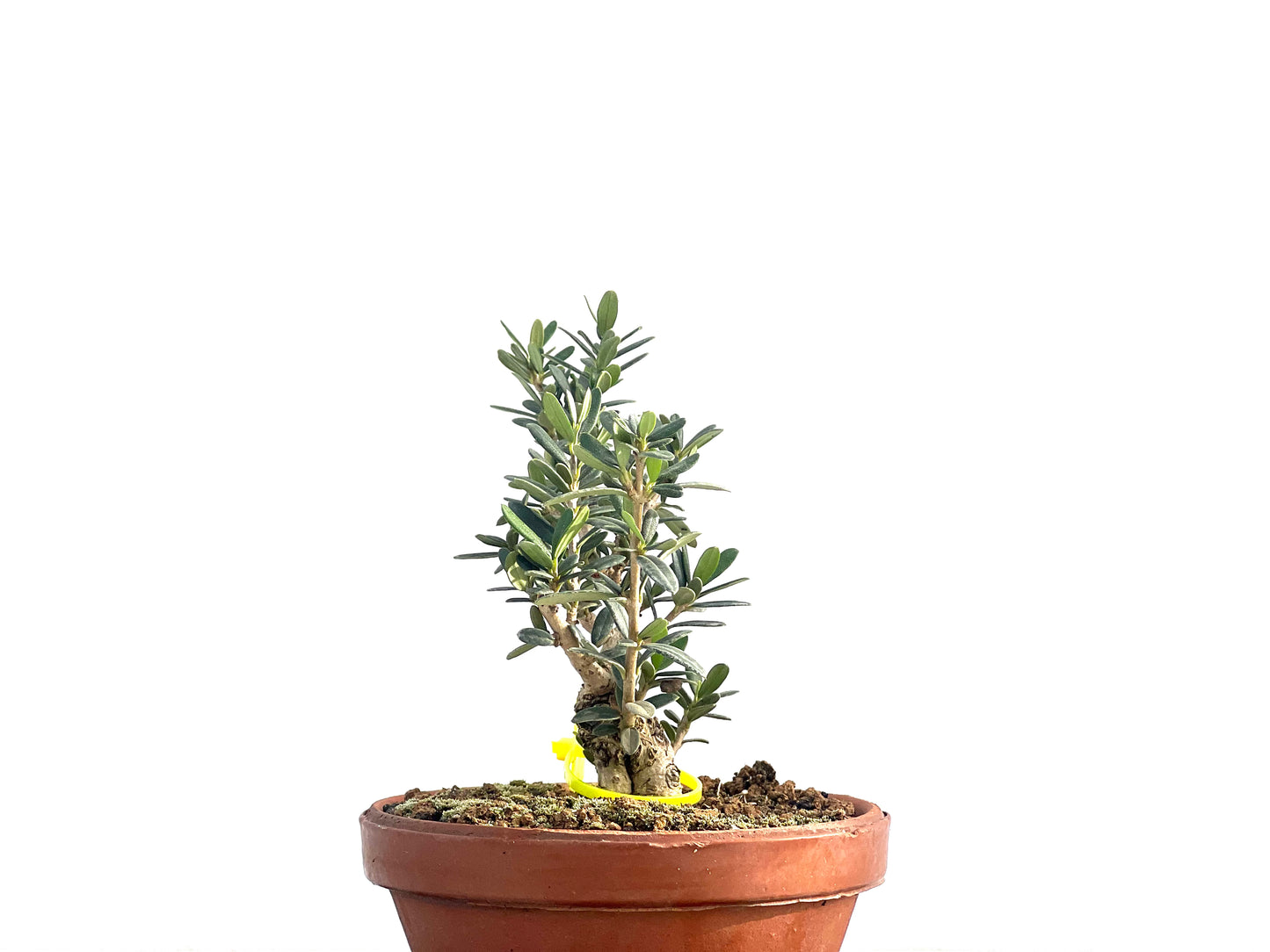 Olea Europaea Sylvestris 2661