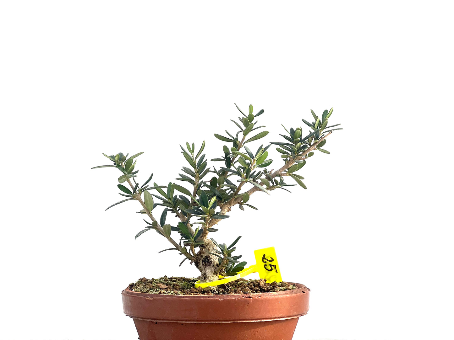 Olea Europaea Sylvestris 2661