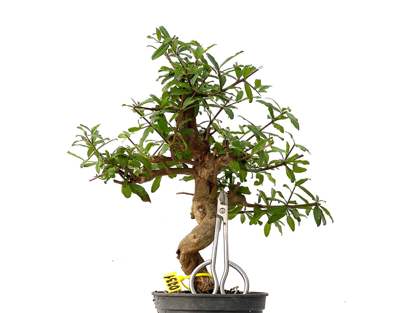 Punica Granatum Nejikan 0231
