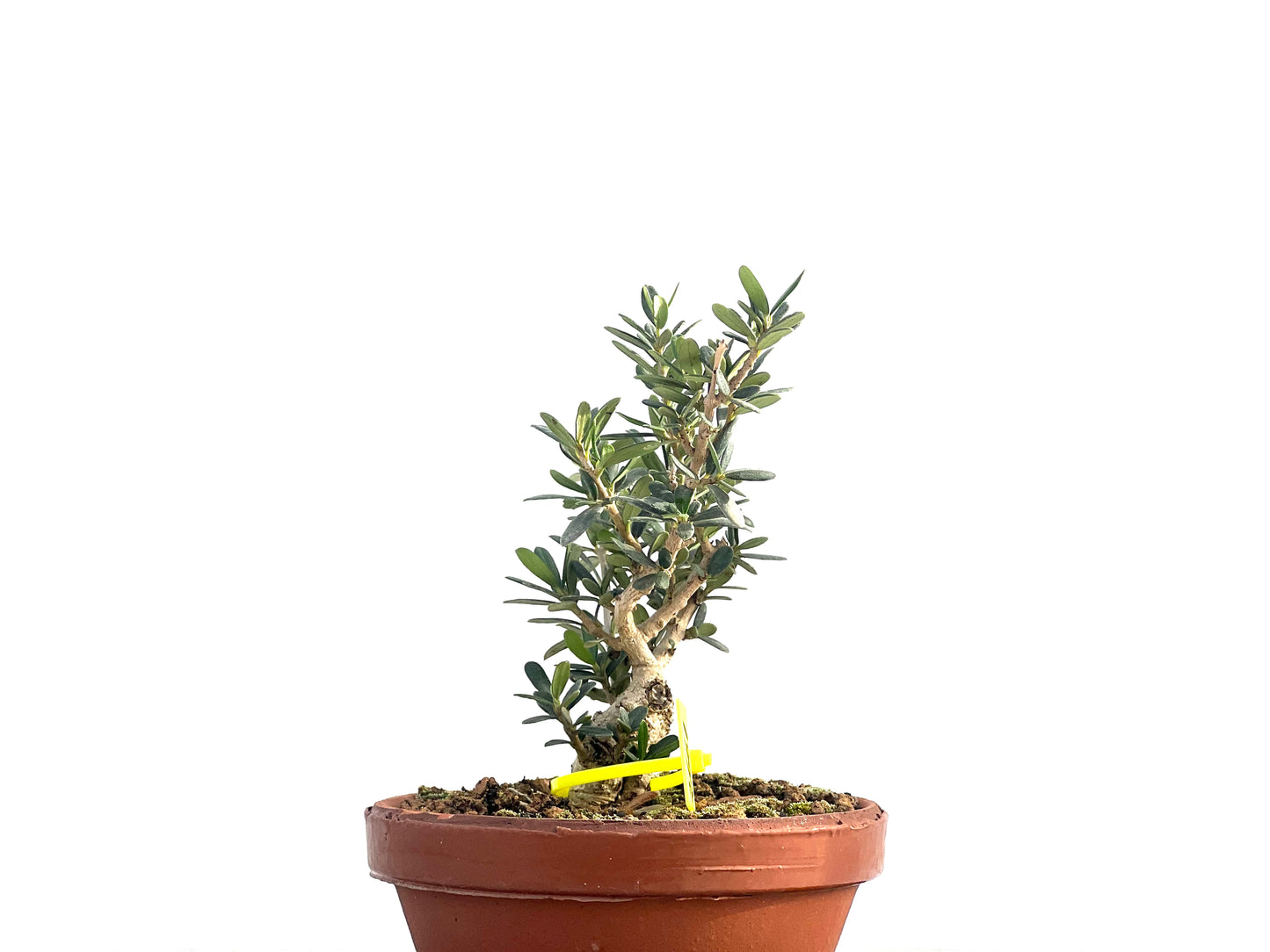 Olea Europaea Sylvestris 2661