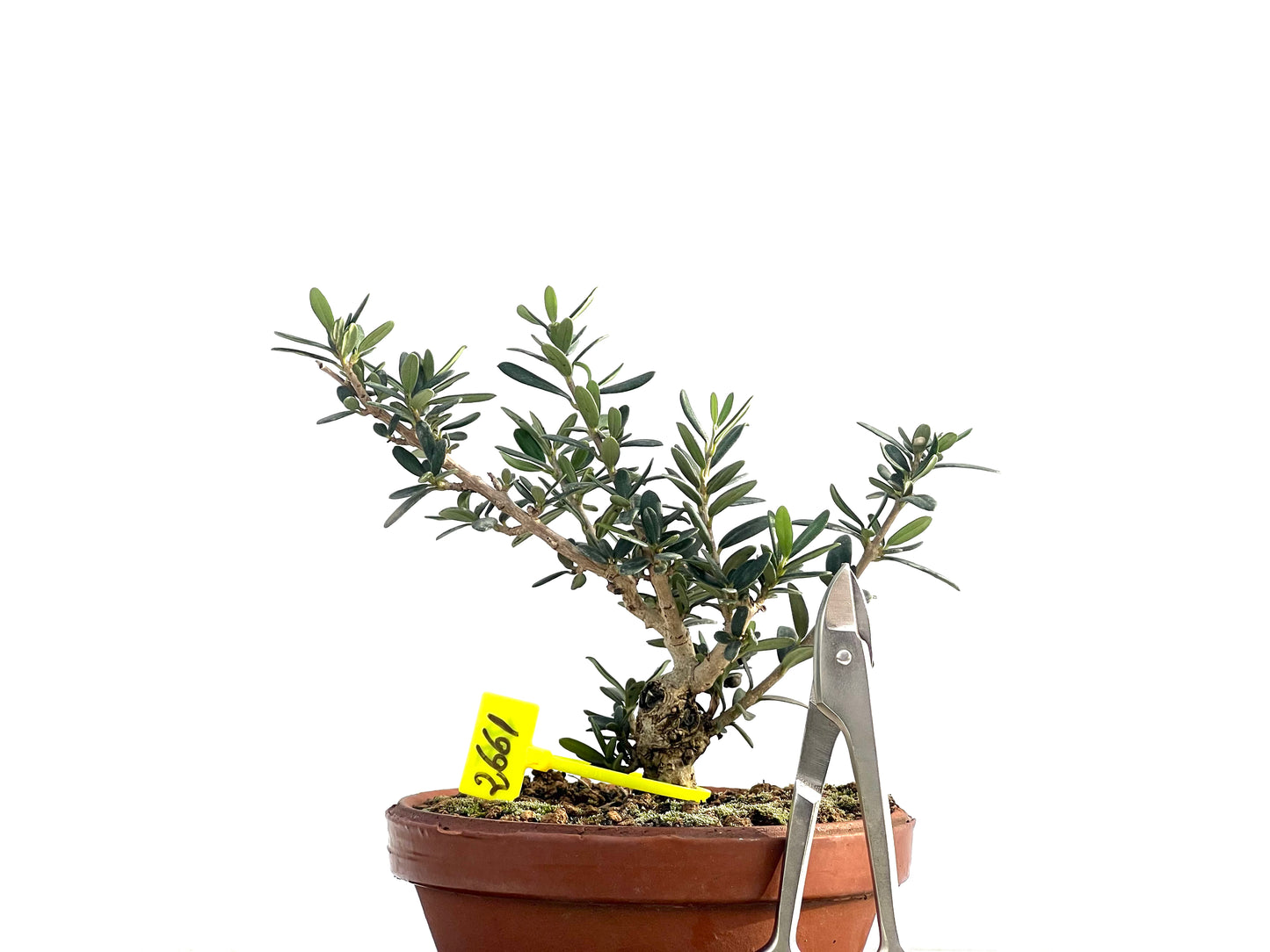Olea Europaea Sylvestris 2661