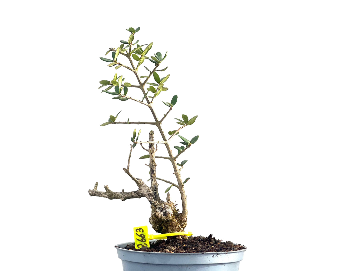 Olea Europaea Sylvestris 2663