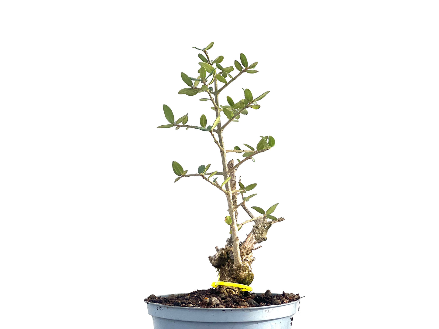 Olea Europaea Sylvestris 2663